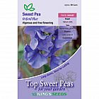 view Oxford Blue Sweet Pea details