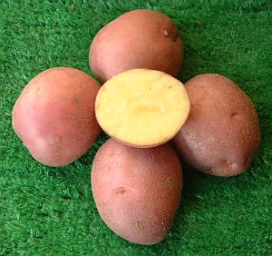 Bildstar - � Dundry Nurseries & Garden Centre