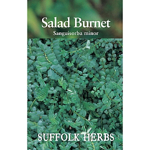 Salad Burnet