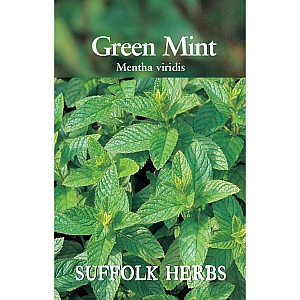 Mint - Green