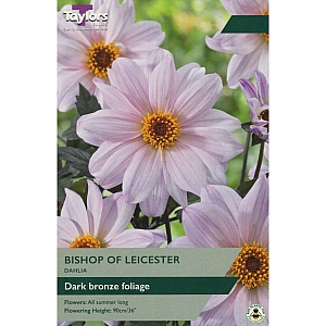 Bishop Of Leicester Dahlia