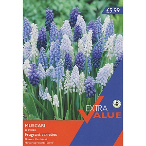 Muscari Mixed