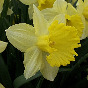 Best Seller Daffodils