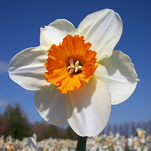 Barrett Browning Daffodils