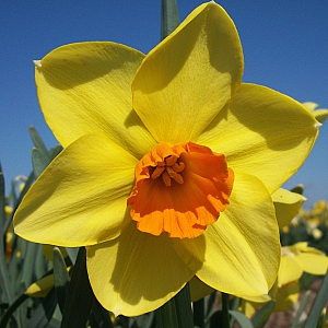 Pipe Major Daffodils