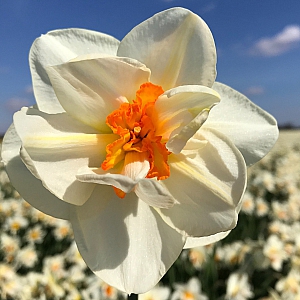 Flower Drift Daffodils