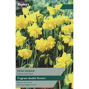 Pencrebar Daffodils