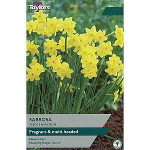 Sabrosa Daffodils