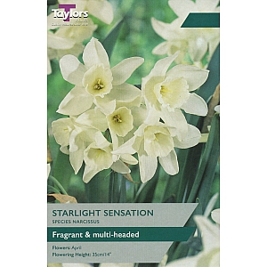 Starlight Sensation Daffodils