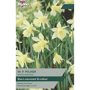 W.P.Milner Daffodils