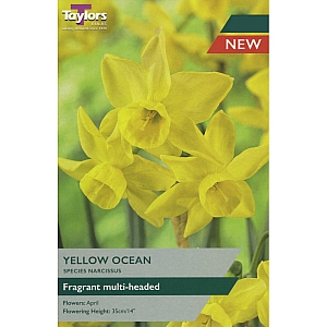 Yellow Ocean Daffodils