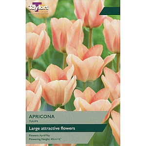 Apricona Tulips