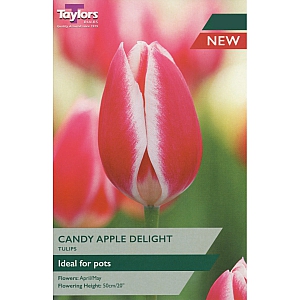 Candy Apple Delight Tulips