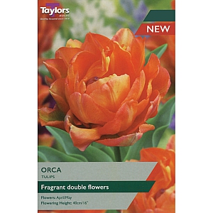 Orca Tulips