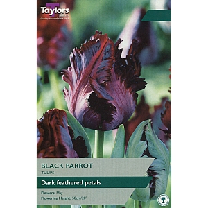 Black Parrot Tulips