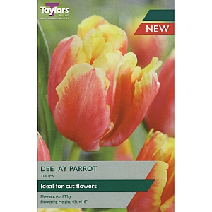 Dee Jay Parrot Tulips