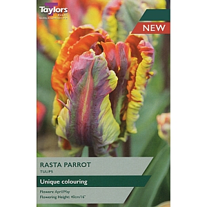 Rasta Parrot Tulips