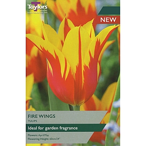 Fire Wings Tulips