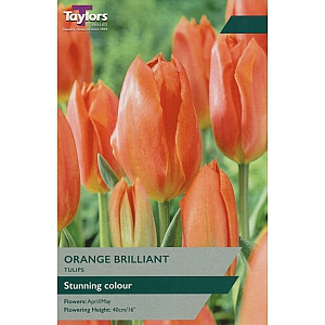 Orange Brilliant Tulips