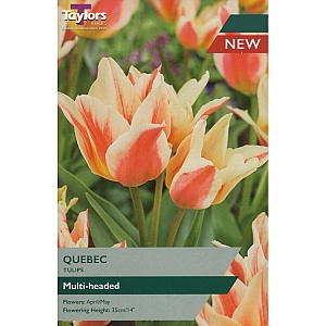 Quebec Tulips