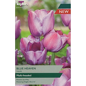 Blue Heaven Tulips