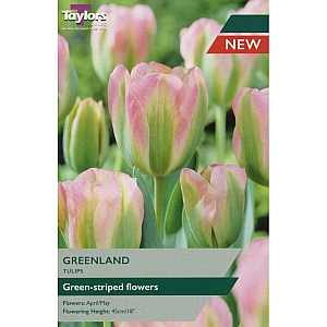 Greenland Tulips