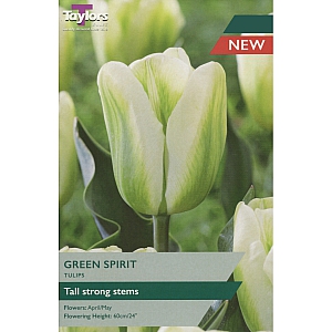 Green Spirit Tulips