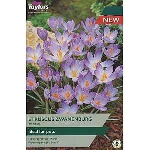 Etruscus Zwanenburg Crocus