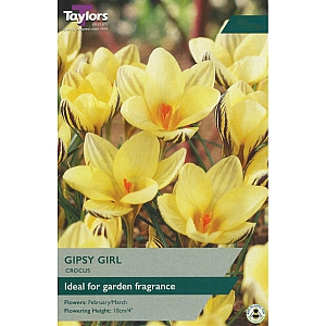 Gipsy Girl Crocus