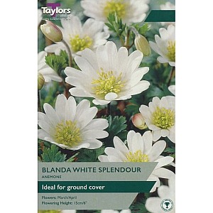 Anemone Blanda White Splendour