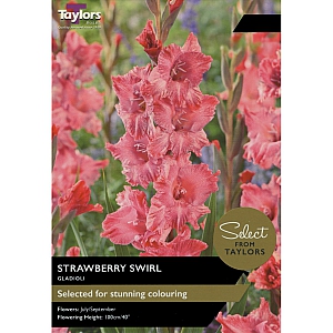 Gladioli Strawberry Swirl