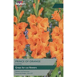 Gladioli Prince Of Orange