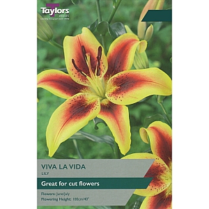 Lily Viva La Vida