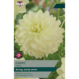 Cameo Dahlia