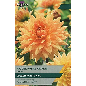 Noordwijks Glorie Dahlia