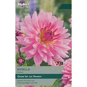 Rosella Dahlia