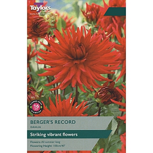 Berger`s Record Dahlia