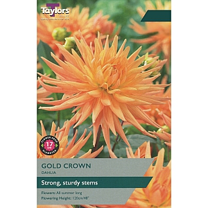 Gold Crown Dahlia