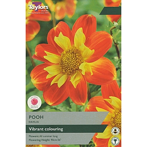 Pooh Dahlia