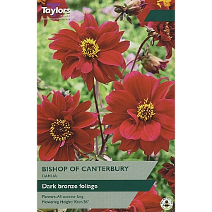 Bishop Of Canterbury Dahlia