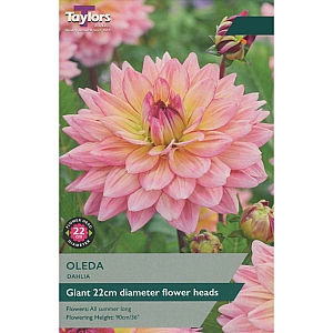 Oleda Dahlia