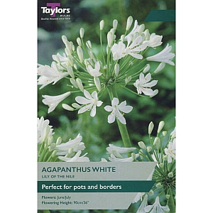 Agapanthus White