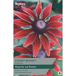 Rudbeckia Cherry Brandy