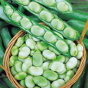 Masterpiece Green Longpod Broad Bean