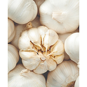 Garcua Garlic