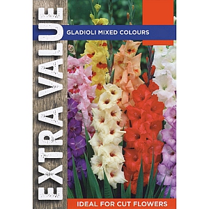 Gladioli Bulbs Mixed Colours
