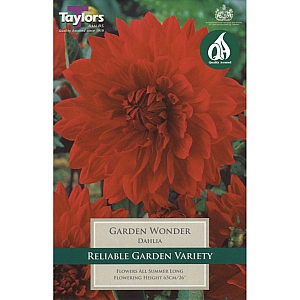 Garden Wonder Dahlia