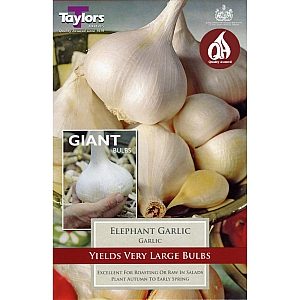 Elephant Garlic