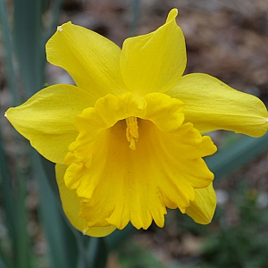 King Alfred Daffodil