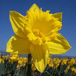 Unsurpassable Daffodil